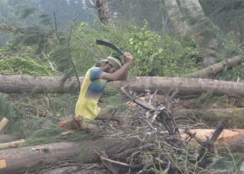 প্রশাসন নীরব, কাটছে হাজার গাছ