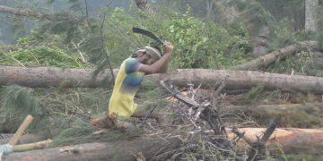 প্রশাসন নীরব, কাটছে হাজার গাছ