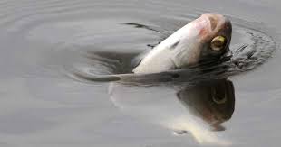 মেঘনার মিঠাপানিতেও অক্সিজেনের ঘাটতি