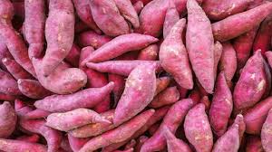 মিষ্টি আলু যাচ্ছে জাপানে