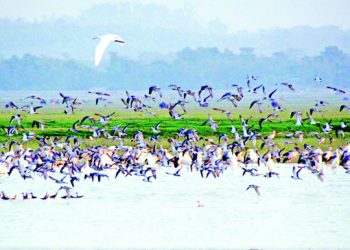হাওরাঞ্চলে দেখা মিলছে না অতিথি পাখি