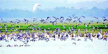 হাওরাঞ্চলে দেখা মিলছে না অতিথি পাখি