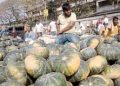 কুমড়া বিক্রি করতে না পেরে বিপাকে কৃষক
