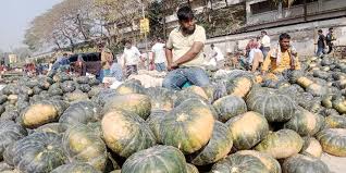 কুমড়া বিক্রি করতে না পেরে বিপাকে কৃষক