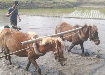 ঘোড়া দিয়ে চলছে হাল চাষ
