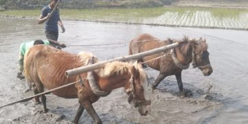 ঘোড়া দিয়ে চলছে হাল চাষ