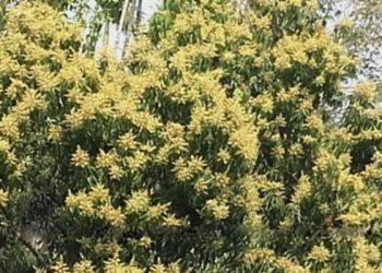 রাজশাহীতে ফুটছে আমের মুকুল