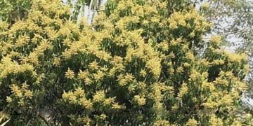 রাজশাহীতে ফুটছে আমের মুকুল