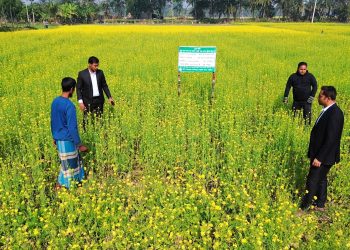 জনপ্রিয়তা পাচ্ছে রিলে পদ্ধতিতে সরিষা চাষ
