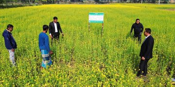 জনপ্রিয়তা পাচ্ছে রিলে পদ্ধতিতে সরিষা চাষ