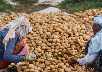 বাজারে নতুন আলু, দামে সন্তোষ ক্রেতা