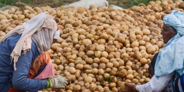 বাজারে নতুন আলু, দামে সন্তোষ ক্রেতা