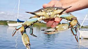 সুন্দরবনে কাঁকড়া ধরায় ২ মাসের নিষেধাজ্ঞা