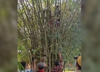 বাঁশঝাড়ের মাথায় গৃহবধূ