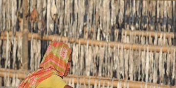 কর্ণফুলীর ২০ মহালে অর্ধশত কোটি টাকার শুঁটকি ব্যবসা