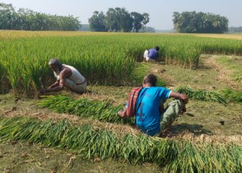 বন্যার পর লাগানো বীজে ধান নেই