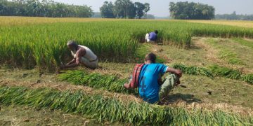 বন্যার পর লাগানো বীজে ধান নেই