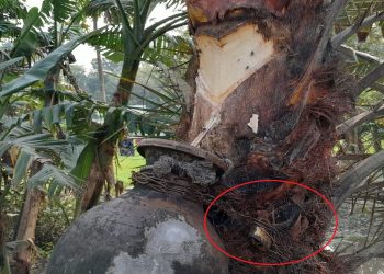 খেজুরগাছের রসের হাঁড়িতে তালা দিয়েছেন