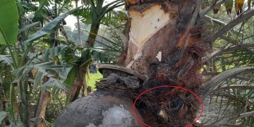 খেজুরগাছের রসের হাঁড়িতে তালা দিয়েছেন