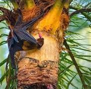 কাঁচা রস খাওয়া পরিহার করুন