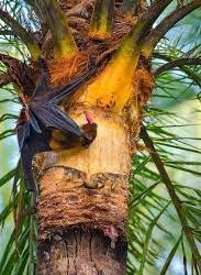 কাঁচা রস খাওয়া পরিহার করুন