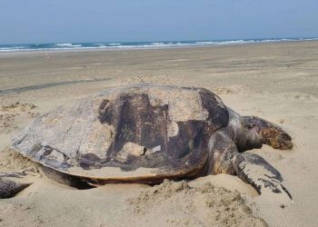 দুই দিনে ভেসে এল ৬৮টি মৃত কচ্ছপ