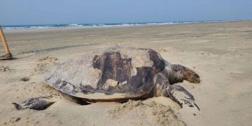 দুই দিনে ভেসে এল ৬৮টি মৃত কচ্ছপ