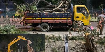 ধানমণ্ডি লেকে গাছ কেটে পরিবেশ ধ্বংস একটি চক্রের