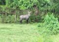 দেয়াল টপকে বেরিয়ে যাওয়া নীলগাইটি উদ্ধার হয়নি