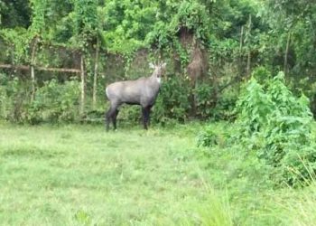 দেয়াল টপকে বেরিয়ে যাওয়া নীলগাইটি উদ্ধার হয়নি