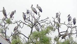 পাখির গানে মানুষের ঘুম ভাঙে