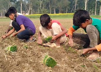 পেঁয়াজ তোলা ও রোপণের কাজে শিক্ষার্থীরা
