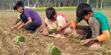 পেঁয়াজ তোলা ও রোপণের কাজে শিক্ষার্থীরা