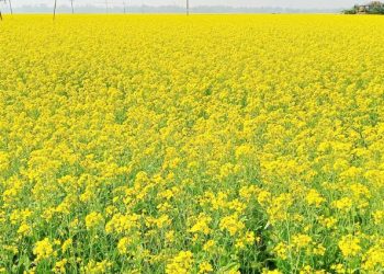 বিস্তীর্ণ মাঠে শর্ষে ফুলের হাসি