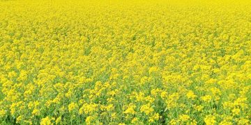 বিস্তীর্ণ মাঠে শর্ষে ফুলের হাসি