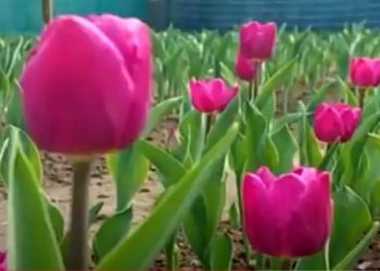 শোভা ছড়াচ্ছে টিউলিপ