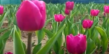 শোভা ছড়াচ্ছে টিউলিপ