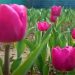 শোভা ছড়াচ্ছে টিউলিপ