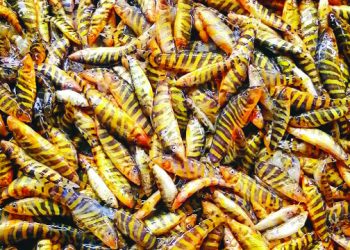 হারিয়ে যাচ্ছে রানি মাছ