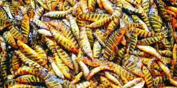 হারিয়ে যাচ্ছে রানি মাছ