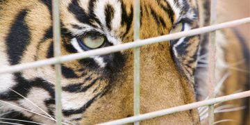 সংকটে বাঘ ভেবে ভুল বোঝা প্রাণীটি