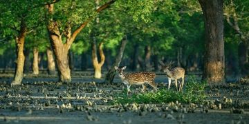 উপকূলের মানুষের কাছে ভালোবাসার দিনটি