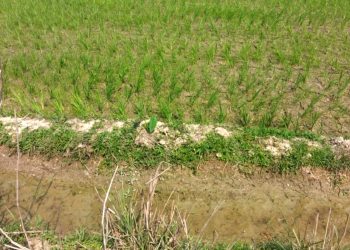 মৌলভীবাজারের কাউয়াদীঘি হাওরপার হয়ে উঠছে সবুজ