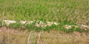 মৌলভীবাজারের কাউয়াদীঘি হাওরপার হয়ে উঠছে সবুজ