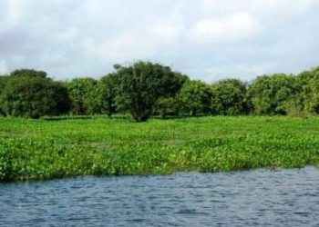 বানিয়াচংয়ের লক্ষ্মী বাওড় জলাবন প্রাকৃতিক সৌন্দর্যের লীলাভূমি