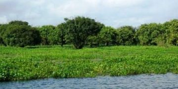 বানিয়াচংয়ের লক্ষ্মী বাওড় জলাবন প্রাকৃতিক সৌন্দর্যের লীলাভূমি