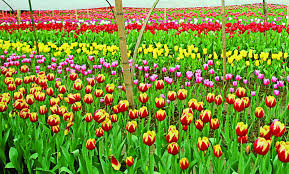 গোলাপ সময়ের আগেই ফুটে যাচ্ছে, ক্ষতির মুখে যশোরের চাষিরা