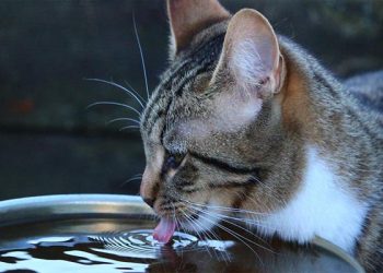 এক মাস পানি খেয়ে বেঁচে ছিল বিড়ালটি