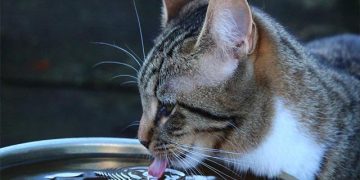 এক মাস পানি খেয়ে বেঁচে ছিল বিড়ালটি