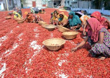 বগুড়া লাল মরিচে মেতেছে
